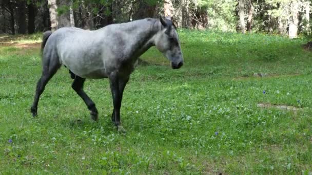 Caballos Pastando Pasto Las Montañas Siberia — Vídeos de Stock