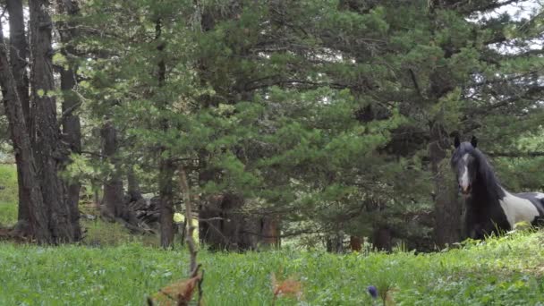 Chevaux broutant dans un pâturage en montagne, Sibérie 