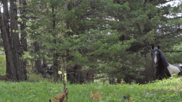 Dağlarda Bir Çayırda Otlayan Atlar Sibirya — Stok video