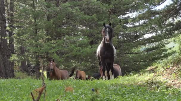 Chevaux broutant dans un pâturage en montagne, Sibérie 