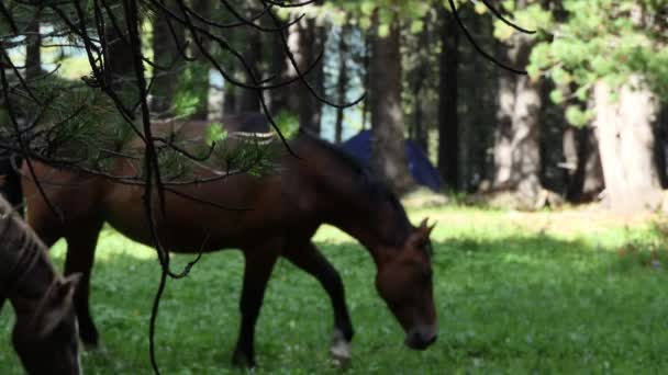 在西伯利亚山区牧场放牧的马 — 图库视频影像
