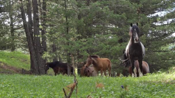 Chevaux broutant dans un pâturage en montagne, Sibérie 
