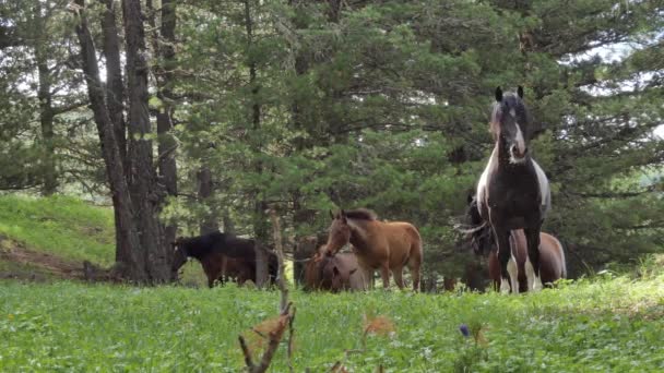 Chevaux Broutant Dans Pâturage Montagne Sibérie — Video