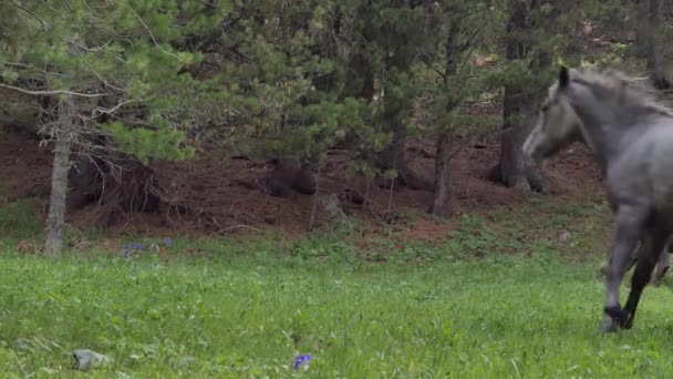 Chevaux Broutant Dans Pâturage Montagne Sibérie — Video
