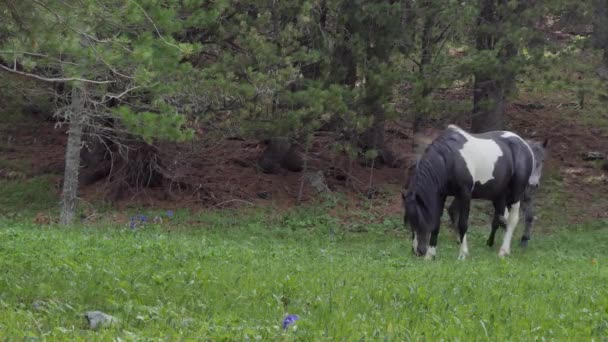 Chevaux broutant dans un pâturage en montagne, Sibérie 