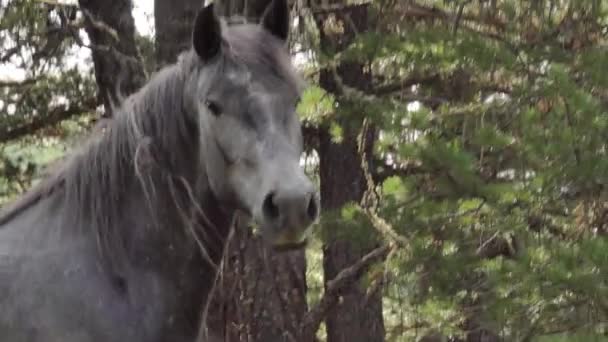 Hästar Bete Betesmark Bergen Sibirien — Stockvideo