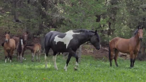 Chevaux broutant dans un pâturage en montagne, Sibérie 