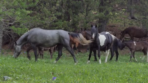 Cavalos Pastando Pasto Nas Montanhas Sibéria — Vídeo de Stock
