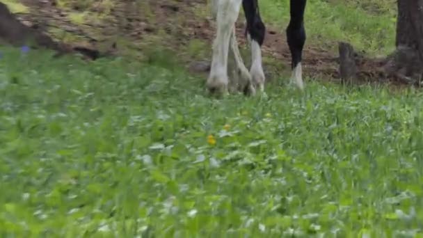 シベリアの山の牧草地で放牧する馬 — ストック動画