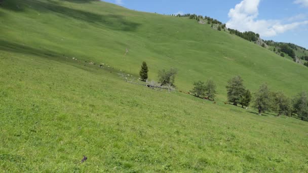 Vacas Uma Manada Vacas Pastando Pasto Nas Montanhas — Vídeo de Stock