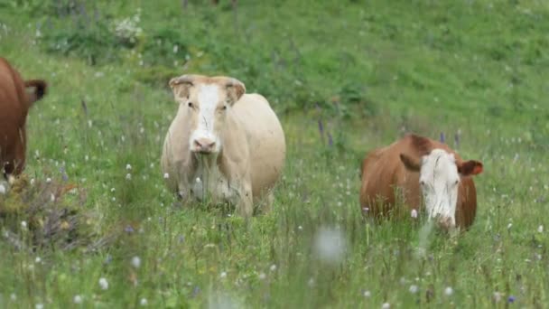 Koeien Een Kudde Koeien Die Grazen Een Weiland Bergen — Stockvideo