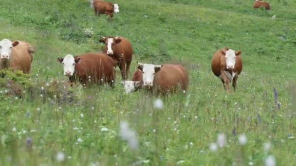 Αγελάδες Κοπάδι Αγελάδων Που Βόσκουν Βοσκότοπο Στα Βουνά — Αρχείο Βίντεο