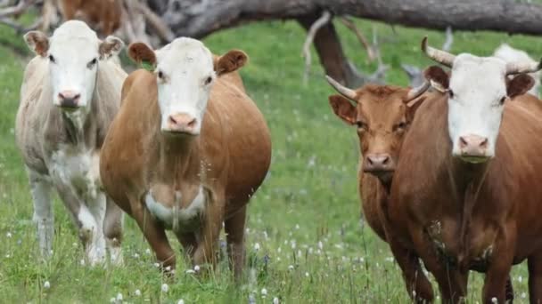 Kühe Eine Herde Kühe Weidet Auf Einer Weide Den Bergen — Stockvideo