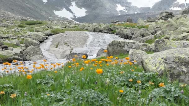Eau Pure Naturelle Dans Ruisseau Montagne Parmi Les Fleurs — Video