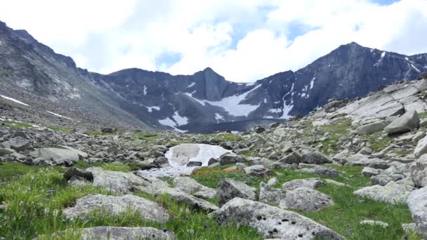 Clean Natural Water Mountain Stream Current Nature Grass Green Plant — Stock Video