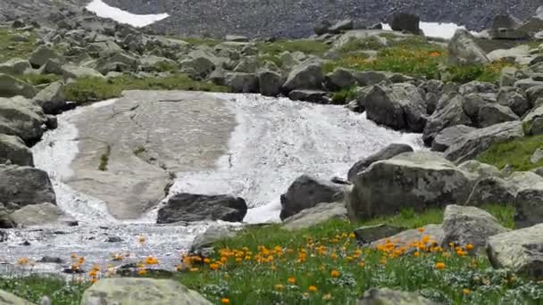 Reines Natürliches Wasser Einem Gebirgsbach Zwischen Blumen — Stockvideo