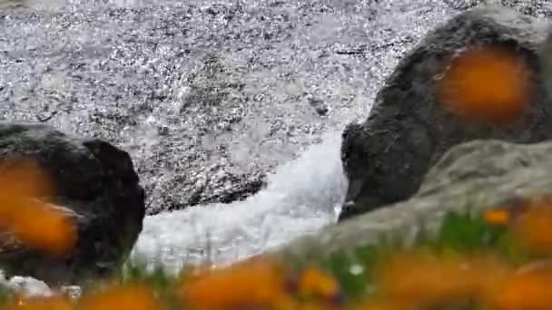 Καθαρό Φυσικό Νερό Ορεινή Ροή Ρεύμα Φύση Γρασίδι Πράσινο Φυτό — Αρχείο Βίντεο