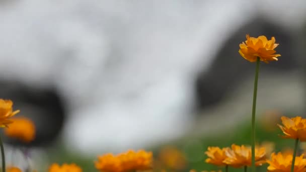 Sauberes Natürliches Wasser Gebirgsbach Strom Natur Gras Grün Pflanze Blume — Stockvideo