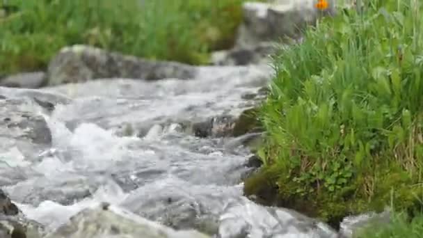Čistá Přirozená Voda Horském Proudu Mezi Kameny — Stock video