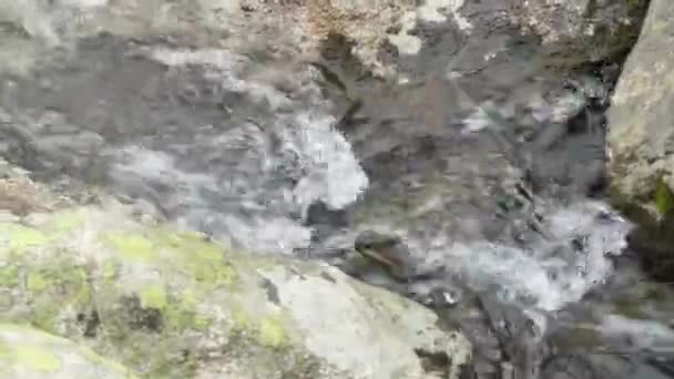 Čistá Přirozená Voda Horském Proudu Mezi Kameny — Stock video