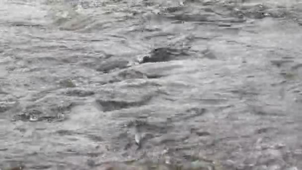 Agua Limpia Natural Arroyo Montaña — Vídeo de stock