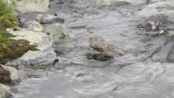 Sauberes Natürliches Wasser Einem Gebirgsbach — Stockvideo