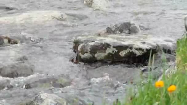 Água Limpa Natural Riacho Montanha — Vídeo de Stock