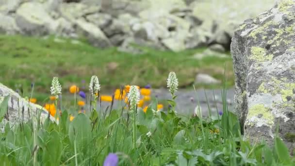 花の中の渓流の純粋で自然な水 — ストック動画