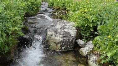 Çiçekler arasında bir dağ akımında saf, doğal su