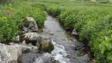 Çiçekler arasında bir dağ akımında saf, doğal su