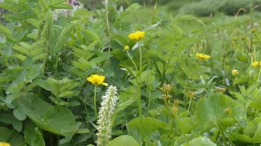 Çiçekler arasında bir dağ akımında saf, doğal su