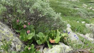 Dağ Tundra kayalar üzerinde cüce söğüt ve çiçekli badan