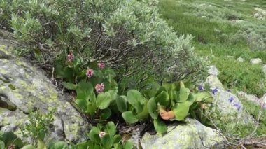 Dağ Tundra kayalar üzerinde cüce söğüt ve çiçekli badan