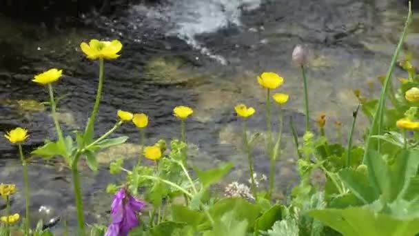 Reines Natürliches Wasser Einem Gebirgsbach Zwischen Blumen — Stockvideo