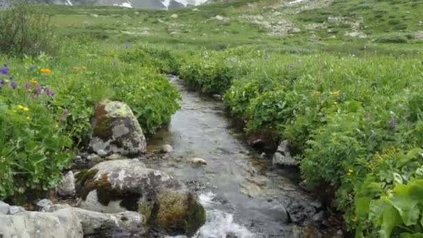 Чистая Естественная Вода Горном Ручье Среди Цветов — стоковое видео