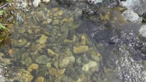 Čistá Přirozená Voda Horských Potokách Mezi Květinami — Stock video