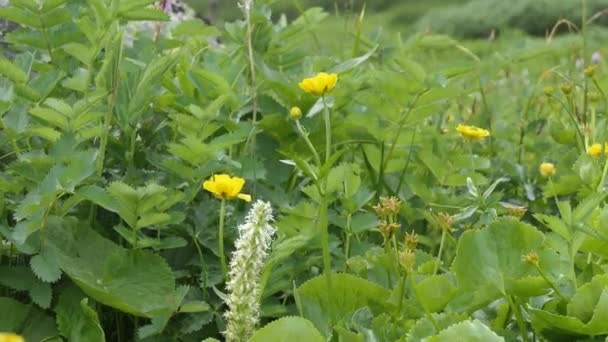 Reines Natürliches Wasser Einem Gebirgsbach Zwischen Blumen — Stockvideo