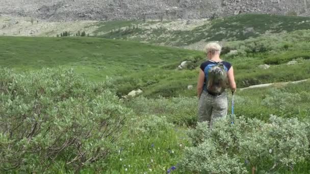 在山冻土带开花植物中走在山中的妇女 — 图库视频影像