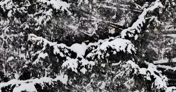 Saltos Nieve Fondo Las Ramas Cubiertas Nieve Invierno Cierre — Vídeos de Stock