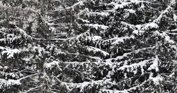 Sníh Pozadí Zasněžených Smrkových Větví Zima Zavřít — Stock video