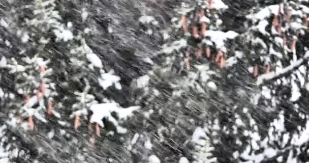 Nevicate Sullo Sfondo Rami Abete Rosso Innevati Inverno Vicino — Video Stock