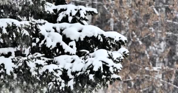 Snöfall Bakgrunden Snötäckta Grangrenar Vinter Närbild — Stockvideo