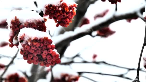 Medicinkista Rowan Kluster Svajande Vinden Snöfall Närbild — Stockvideo