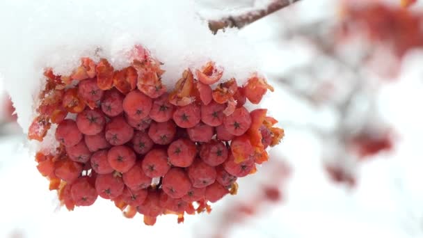 Piept Medicamentos Rowan Roiuri Legănat Vânt Cădere Zăpadă Close — Videoclip de stoc