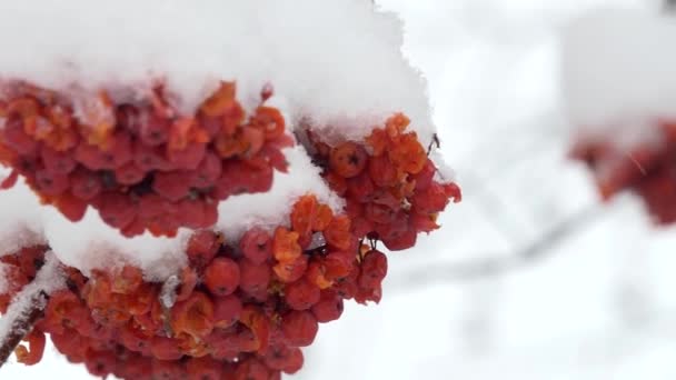 Medicinkista Rowan Kluster Svajande Vinden Snöfall Närbild — Stockvideo