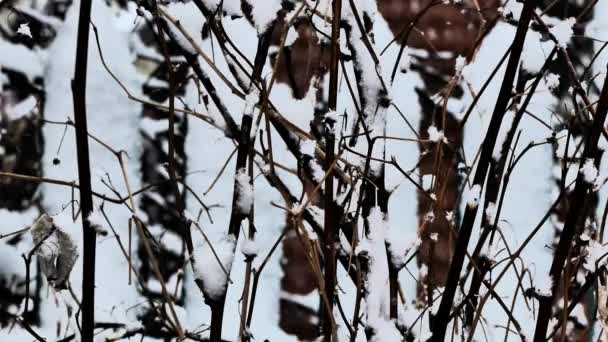 Bakgrundsvideo Snöfall Vinter Snö Faller Ett Trästaket Abstrakt — Stockvideo