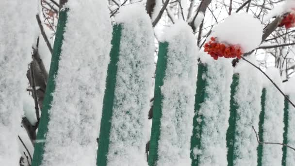 Bakgrundsvideo Snöfall Vinter Medicinkista Ett Gäng Fjällaska Svajar Vinden Mot — Stockvideo