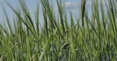 Vegan, buğday tarlası. Sibirya 'da güneşli bir günde buğday kulakları rüzgarda bükülür. Yakın plan..