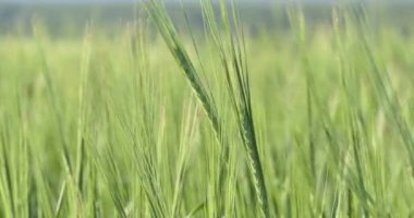 Vegan, buğday tarlası. Sibirya 'da güneşli bir günde buğday kulakları rüzgarda bükülür. Yakın plan..