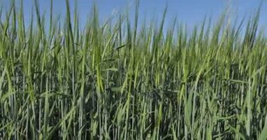 Vegan, buğday tarlası. Sibirya 'da güneşli bir günde buğday kulakları rüzgarda bükülür. Yakın plan..